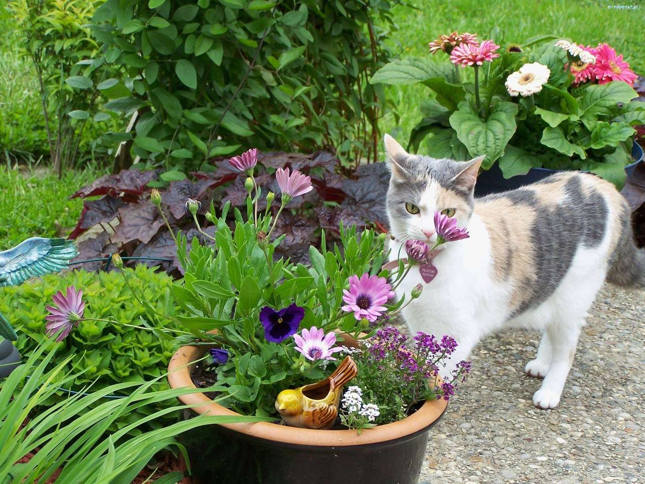 Kotek w ogrodzie puzzle online