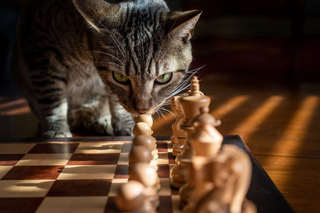 Srebrny pręgowany kot na brązowej podłodze drewnianej puzzle online