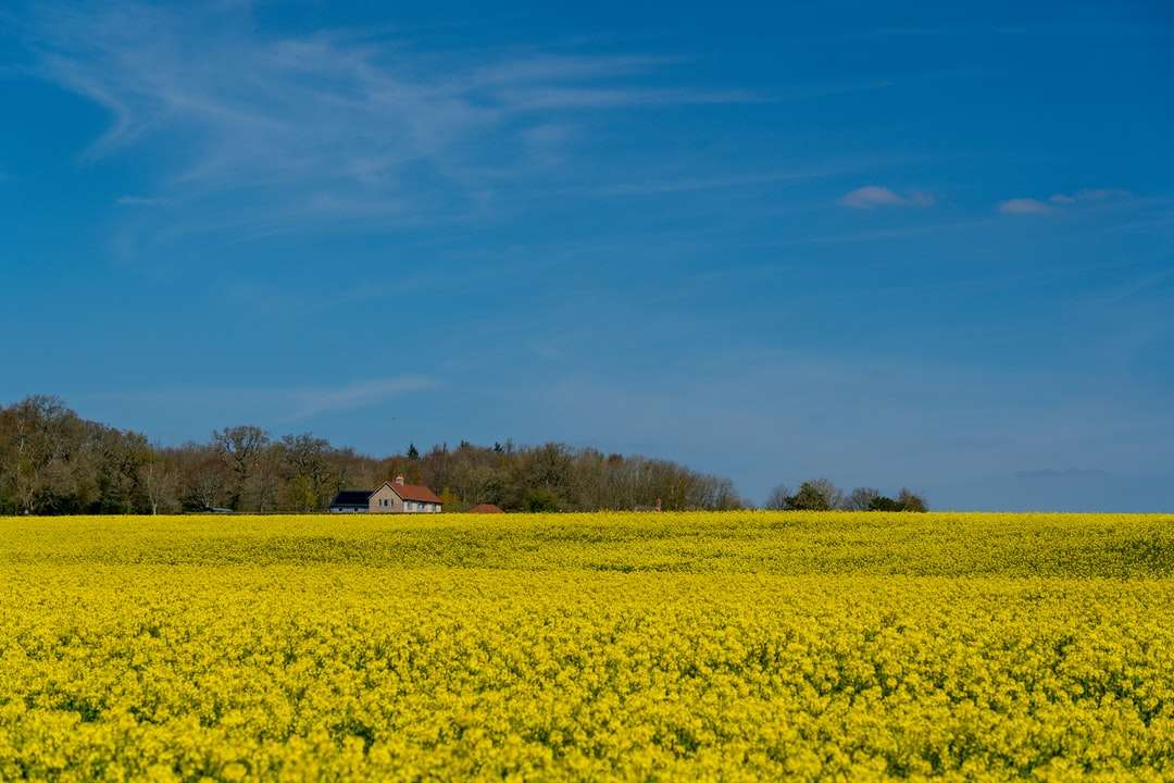 yellow flower field near brown house under blue sky jigsaw puzzle