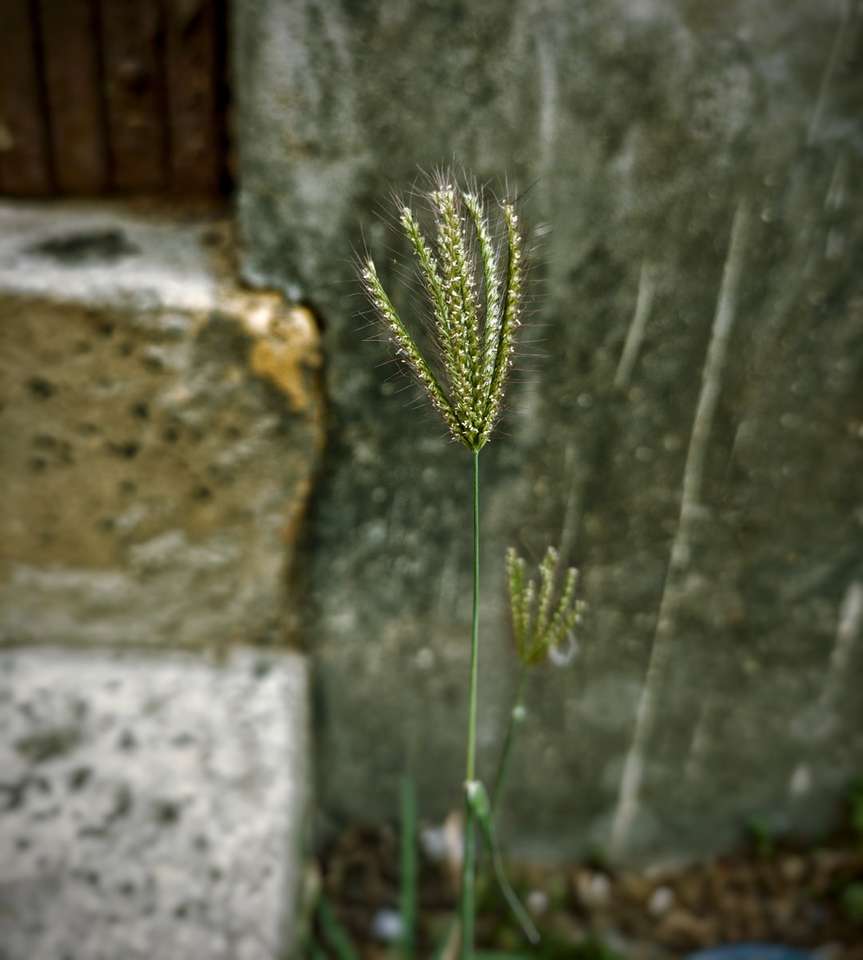 zielona roślina w pobliżu szarej betonowej ściany puzzle online