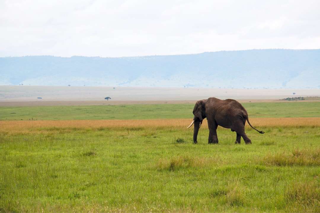 Brązowy słonia na zielonej trawie polu w ciągu dnia puzzle online