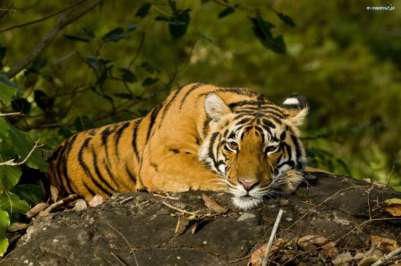 Tygrys indyjski puzzle online