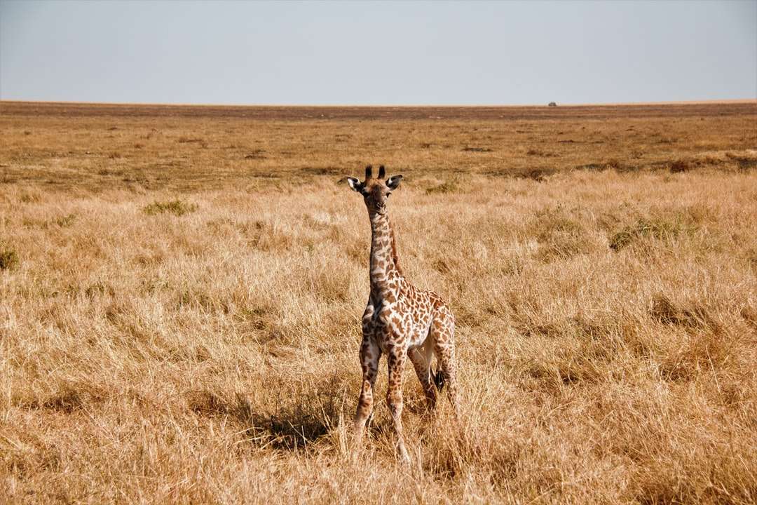 Brown żyrafa na brązowym polu trawy w ciągu dnia puzzle online