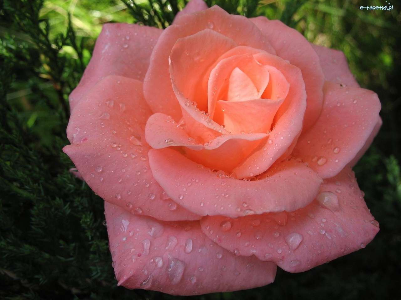 Róża róża. puzzle online