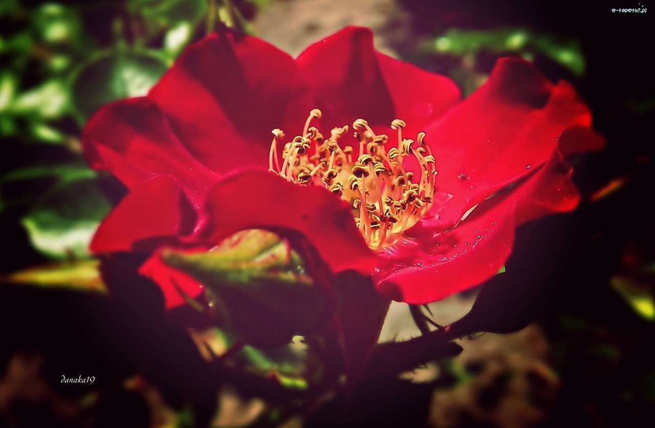 czerwony kwiat puzzle online