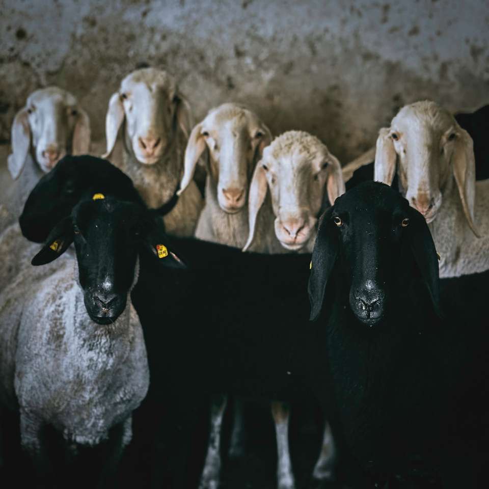 Czarno-białe kozy na szarej ziemi w ciągu dnia puzzle online