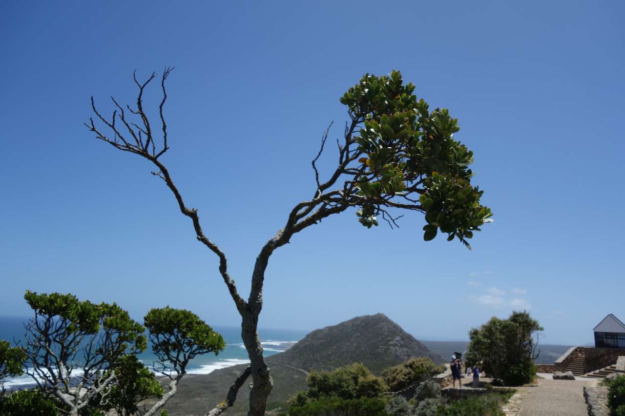 Drzewo powyginane przez wiatr puzzle online