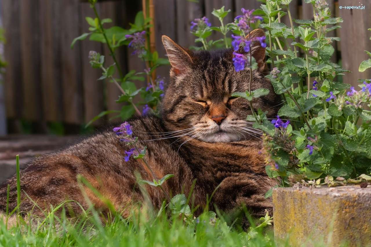 Kot śpi pod kwiatami puzzle online