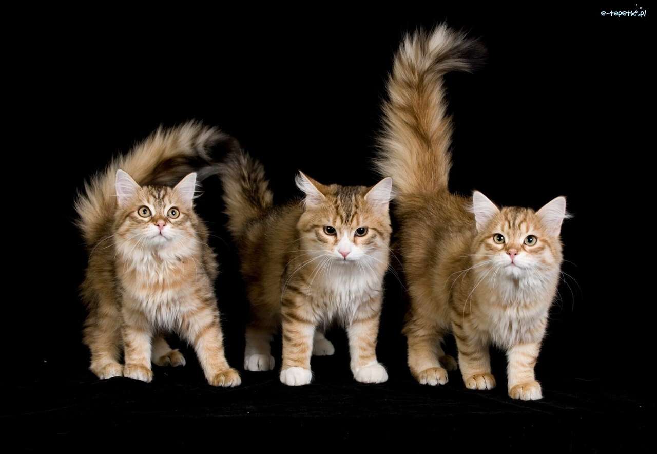 Trzy koty wpatrują się upornie puzzle online