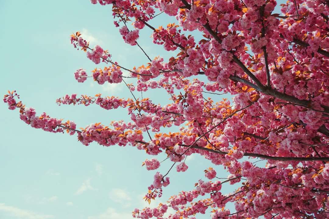 Różowe i żółte liście drzewo pod błękitnym niebem w ciągu dnia puzzle online
