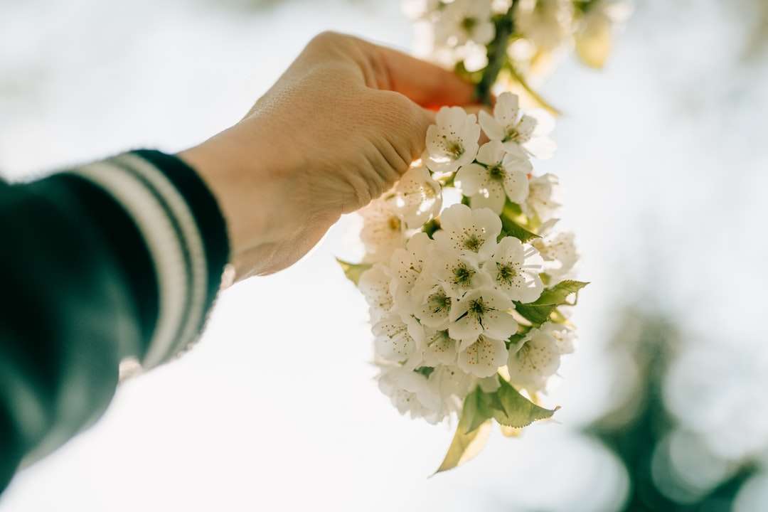 osoba trzymająca bukiet białych kwiatów puzzle online