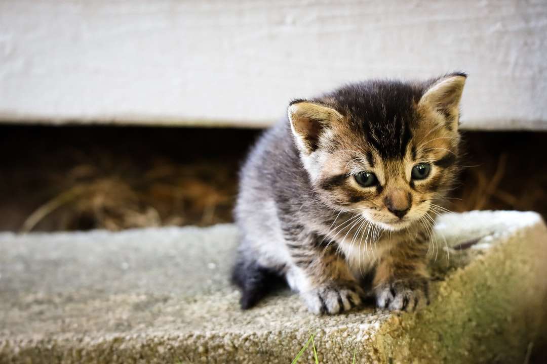 Brown pręgowany kotek na szarym betonowej podłodze puzzle online