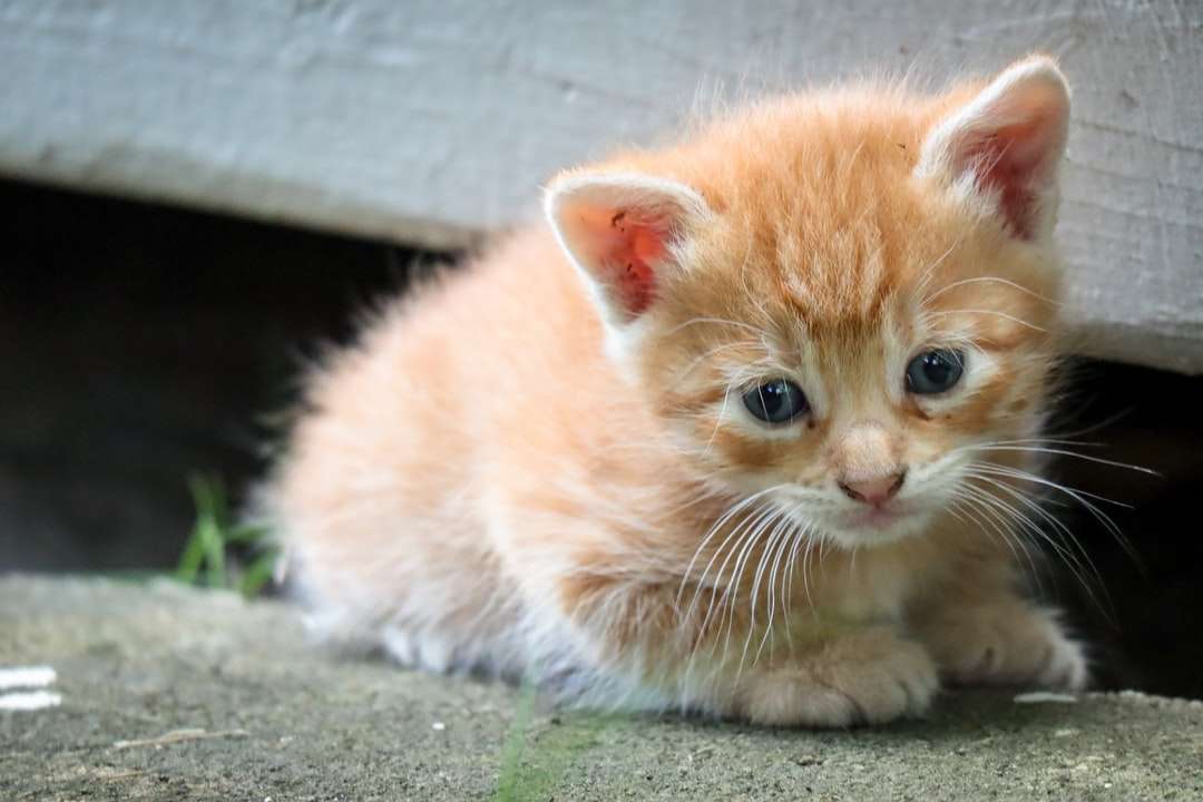 Pomarańczowy pręgowany kotek na szarym betonowej podłodze puzzle online