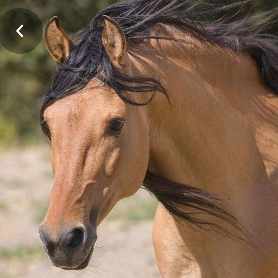 Kibert Mustang Horse. puzzle online
