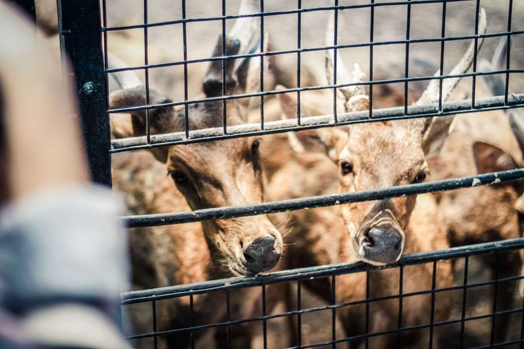 Brązowe kozy w klatce w ciągu dnia puzzle online