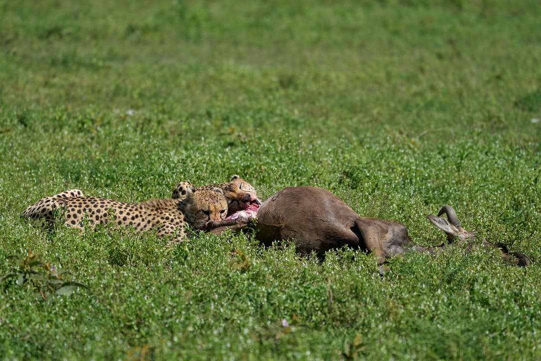 Brązowy i czarny gepard leżący na zielonej trawie puzzle online