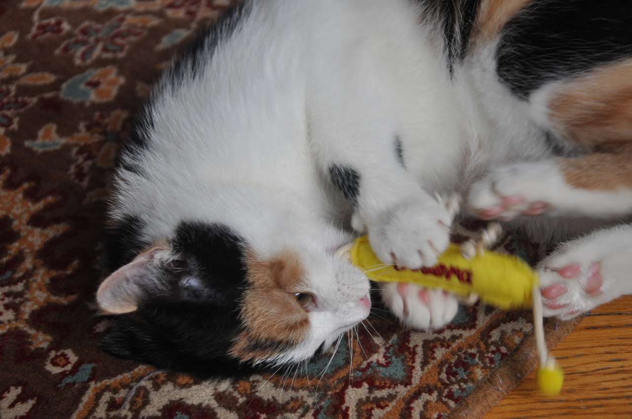 Kotek bawi się zabawkową gąsiennicą puzzle online