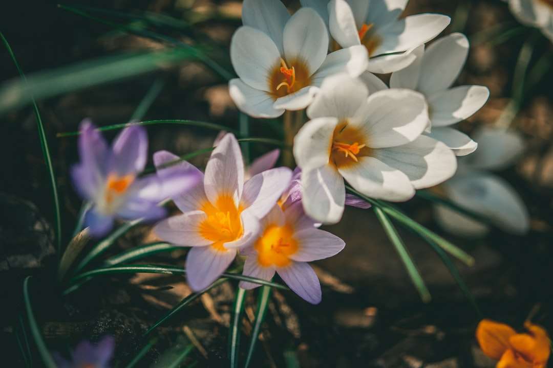 Białe i fioletowe kwiaty na wodzie puzzle online