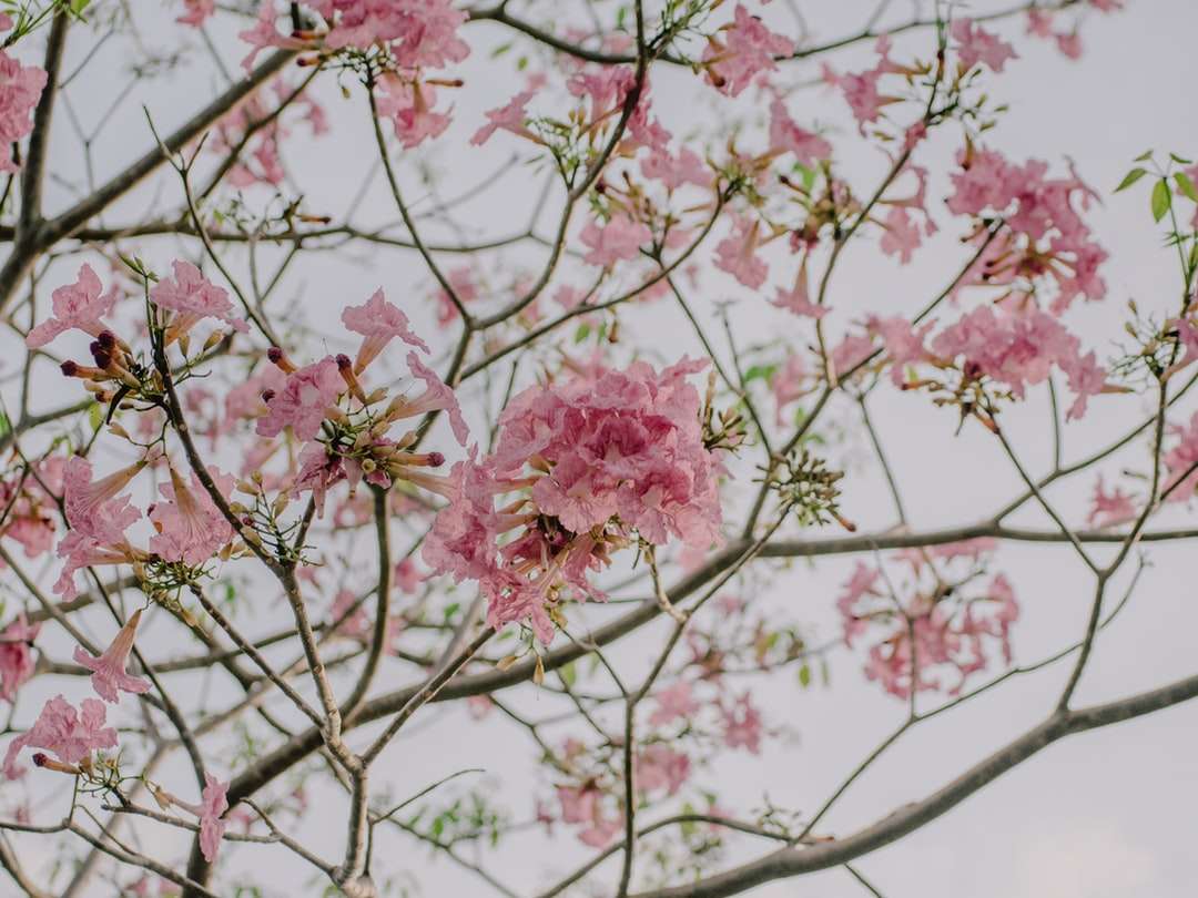 Różowy drzewo kwitnienia wiśni w ciągu dnia puzzle online