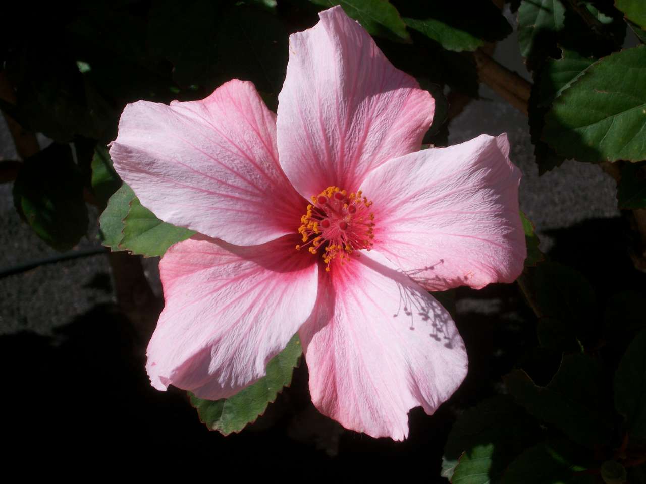 różowy kwiat puzzle online