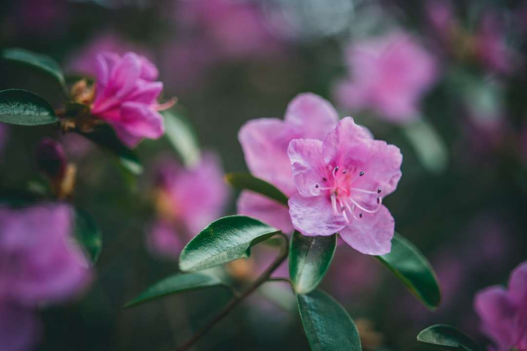 Różowy kwiat w soczewce przesunięcia tilt puzzle online