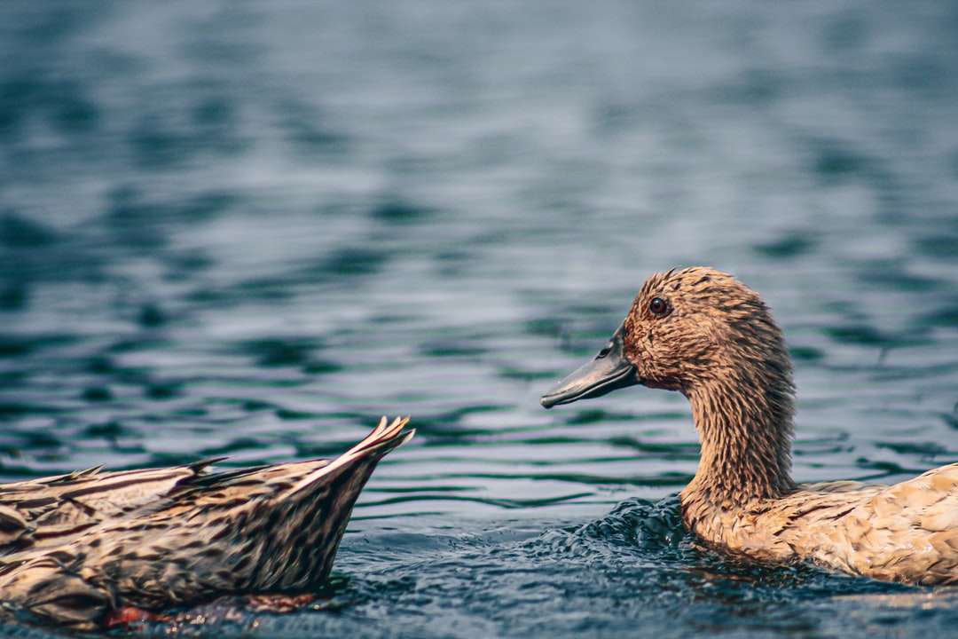 Brązowa kaczka na wodzie w ciągu dnia puzzle online