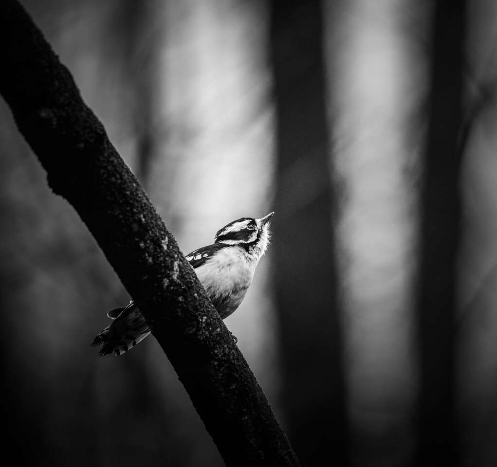 Grayscale Zdjęcie ptaka na gałęzi drzewa puzzle online