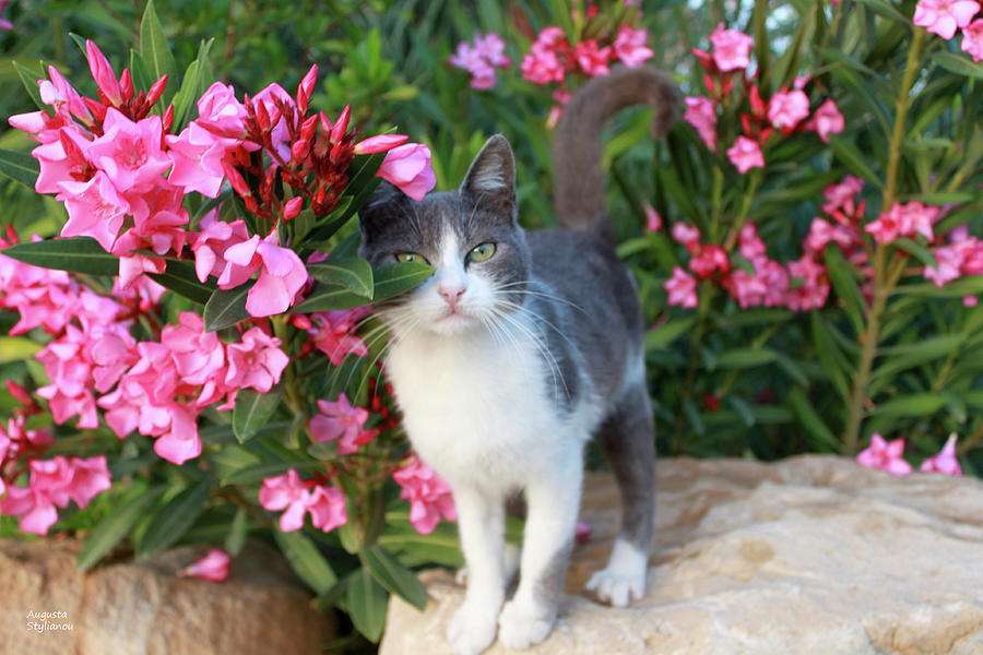 Kotek przy kwiatach puzzle online