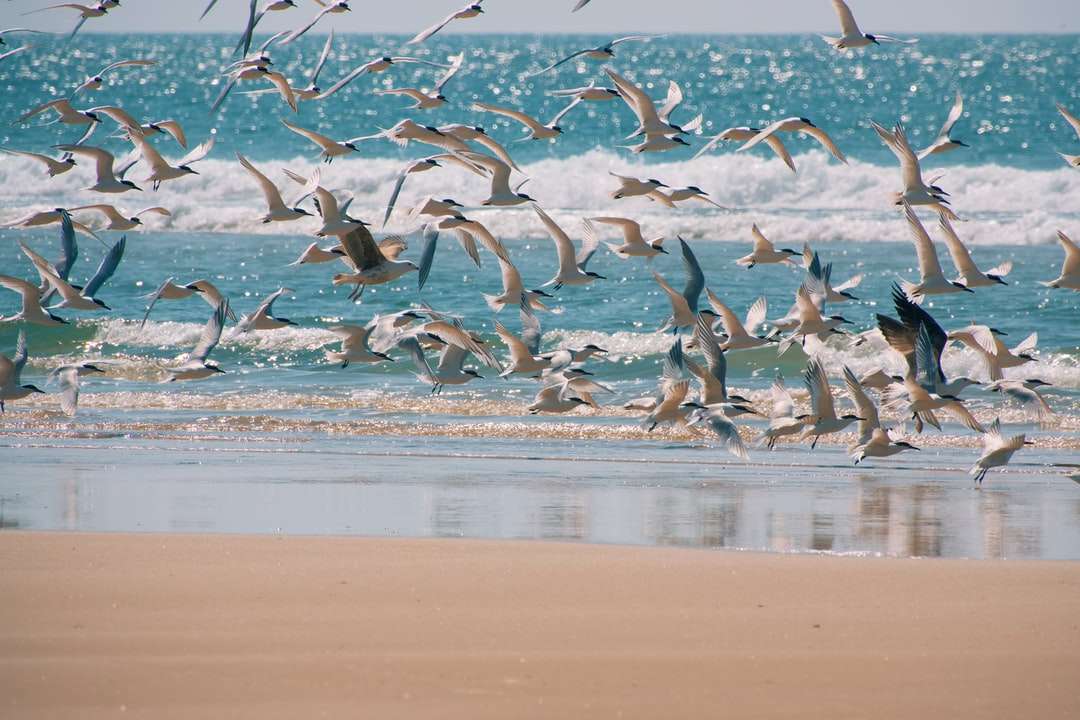 Stado ptaków latających nad morzem w ciągu dnia puzzle online