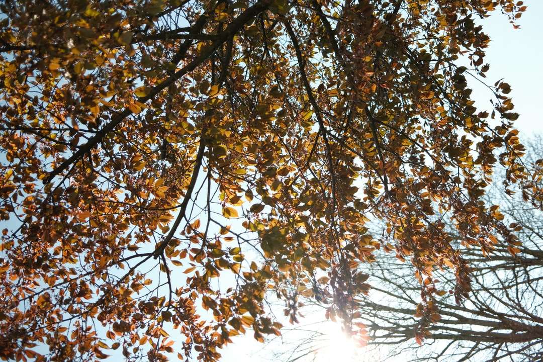 brązowe i zielone liście drzewa w ciągu dnia puzzle online
