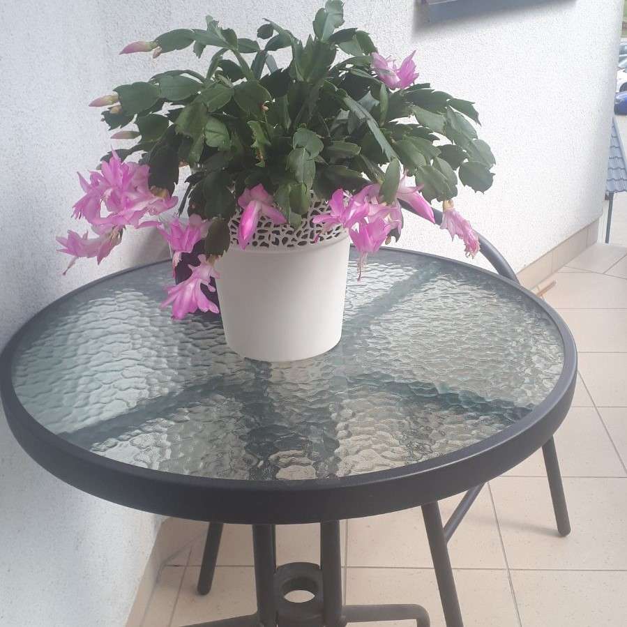 kwitnąca roślina na balkonie puzzle online