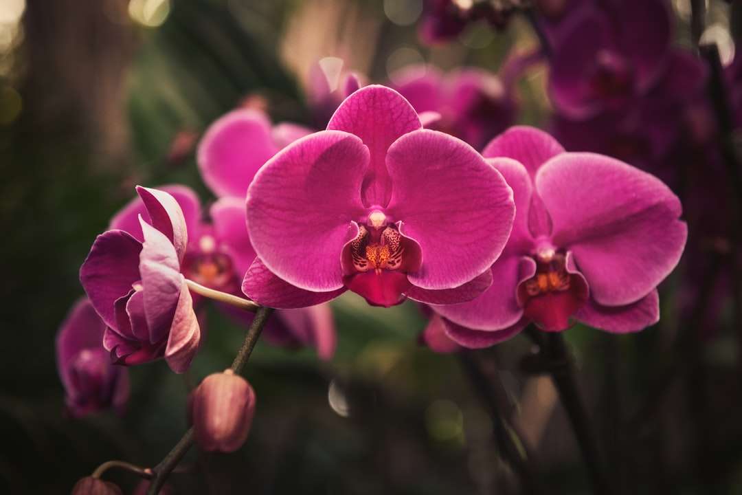 Różowa orchidea ćma w rozkwicie w ciągu dnia puzzle online