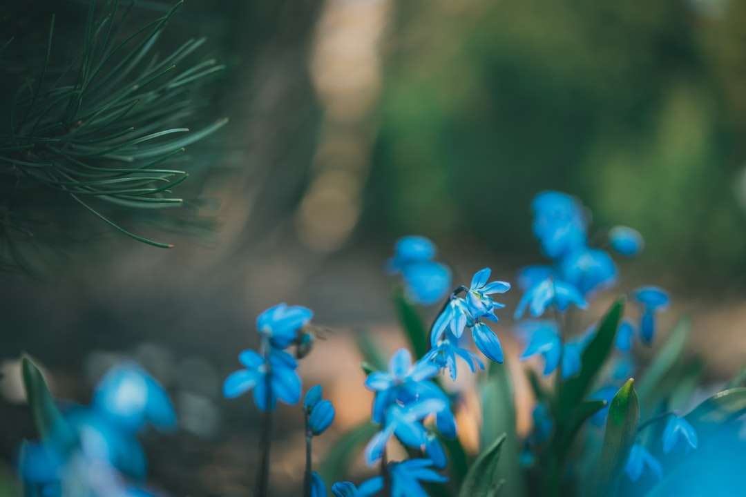 Niebieskie kwiaty w obiektywach przesunięcia tilt puzzle online
