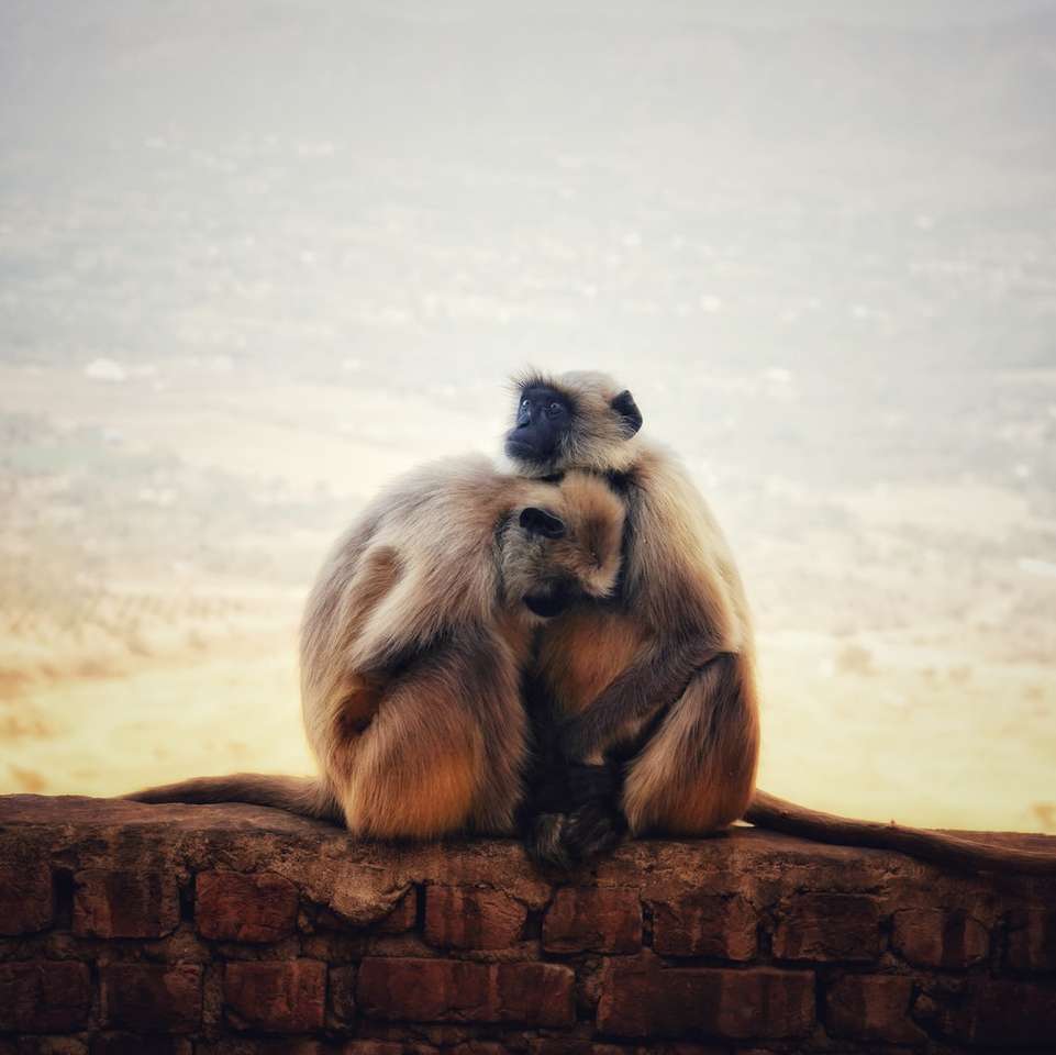 Brązowa małpa siedzi na brązowym dzienniku w ciągu dnia puzzle online