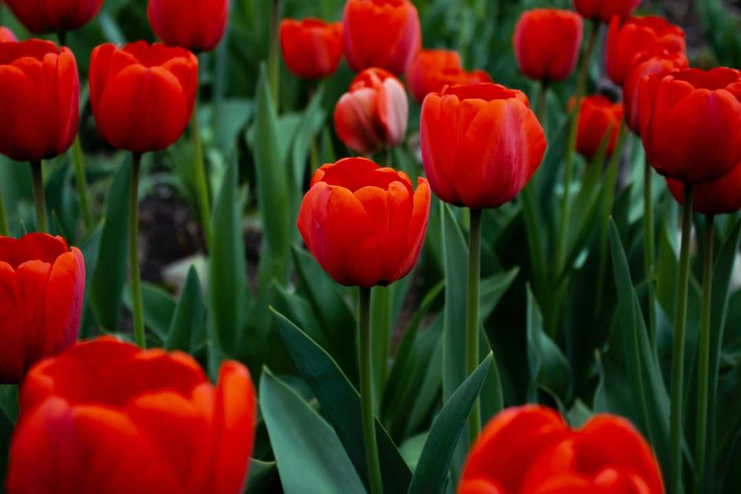 Czerwone tulipany w rozkwicie w ciągu dnia puzzle online