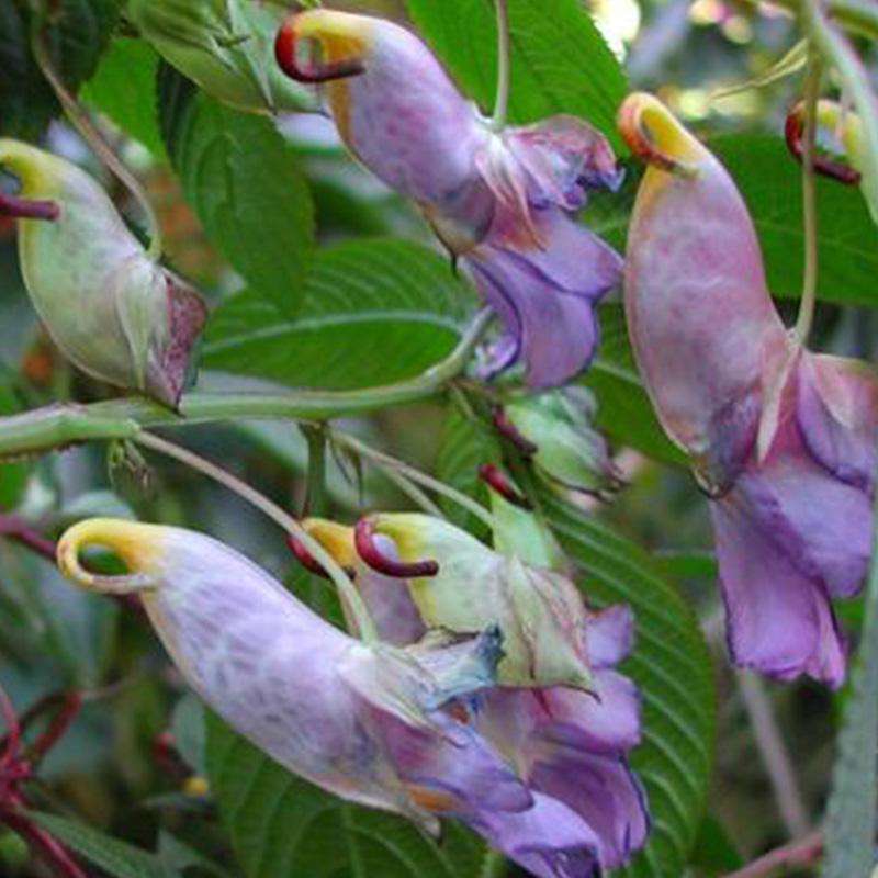 Kwiaty azjatyckie- papugi puzzle online