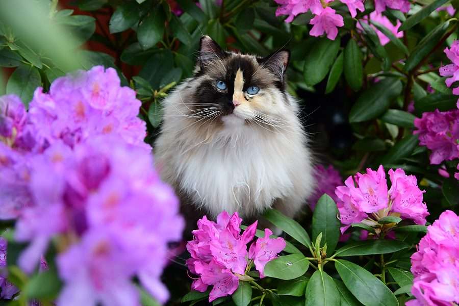 Piękny kotek w kwiatach puzzle online