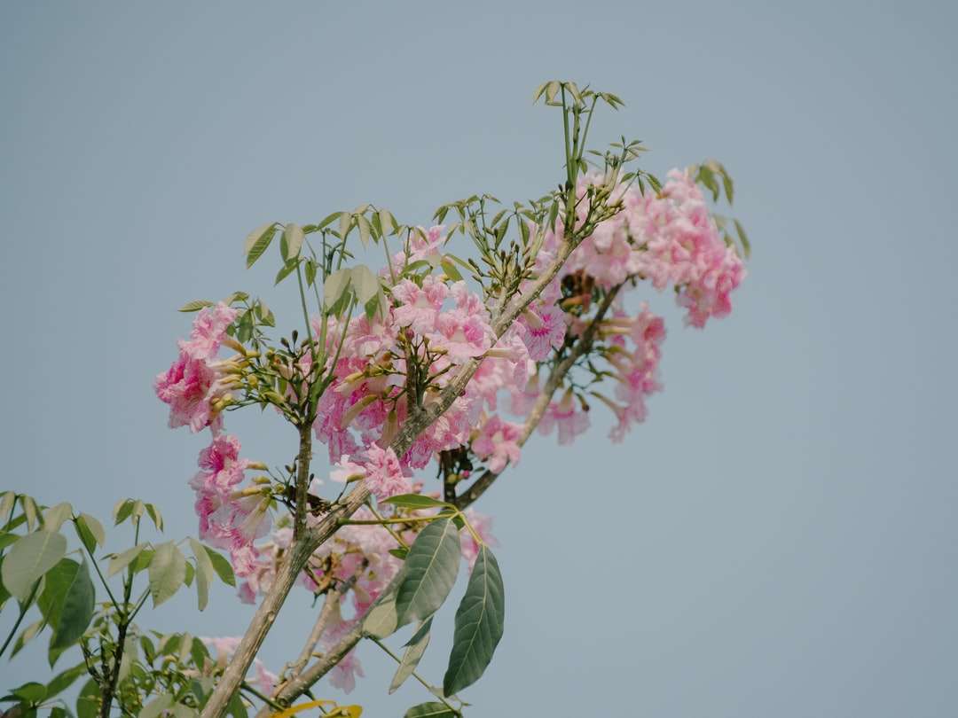 Różowy kwiat z zielonymi liśćmi puzzle online