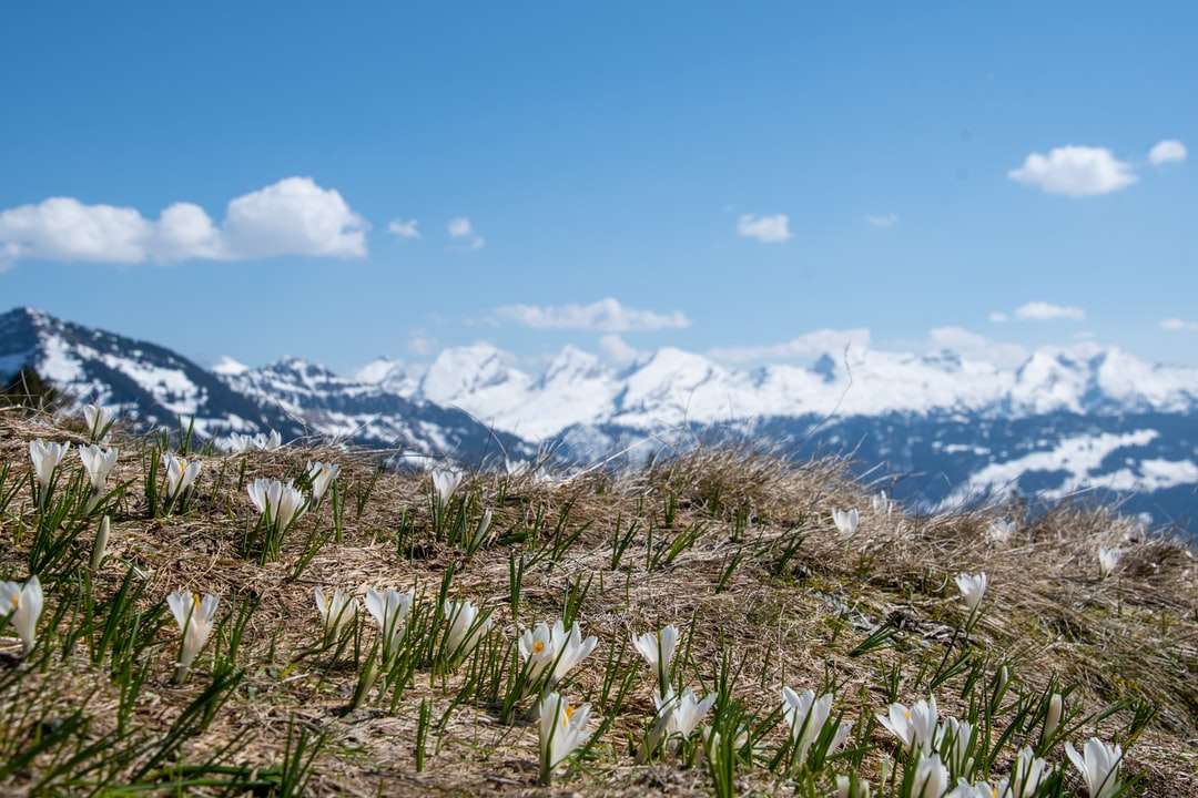 Zielona trawa pole w pobliżu pokryte śniegiem góry w ciągu dnia puzzle online