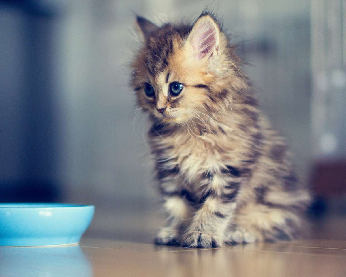 Najlepsze 10 najsłodszych kotów świata! puzzle online