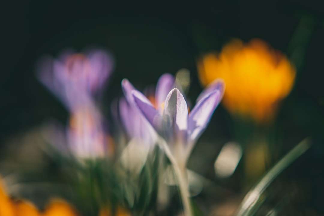 Purpurowy i biały kwiat w obiektywach przechylnych puzzle online