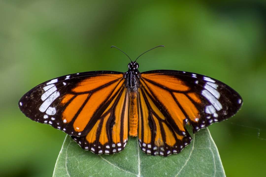 Monarch motyl siedzący na zielonym liściu puzzle online