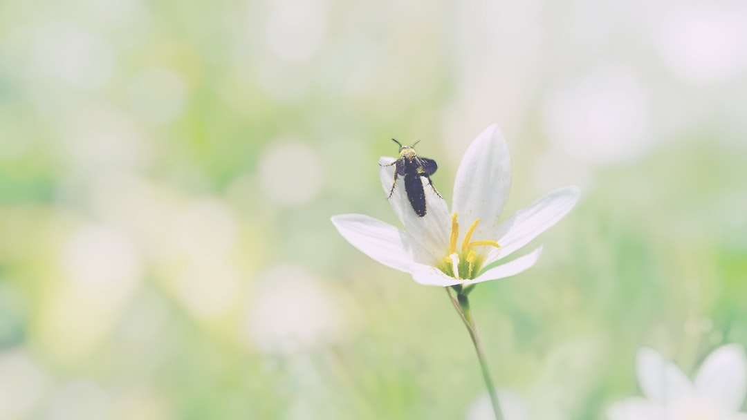 Czarna i żółta pszczoła na białym kwiacie puzzle online