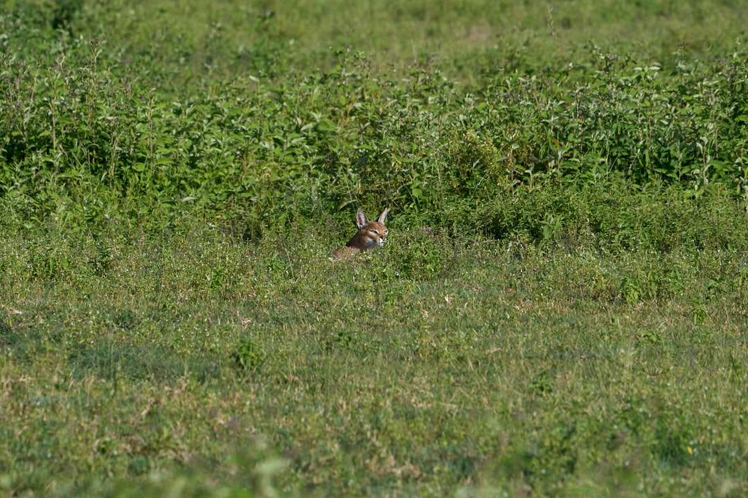 brązowy królik na zielonym polu trawy w ciągu dnia puzzle online