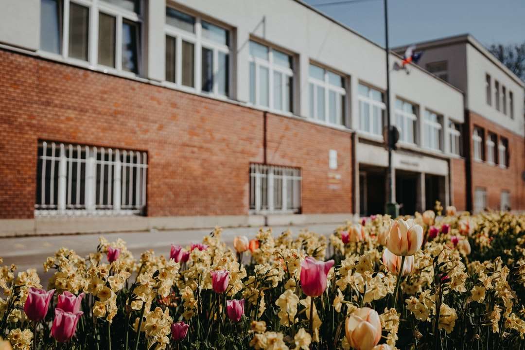 Różowe i żółte tulipany w rozkwicie w ciągu dnia puzzle online