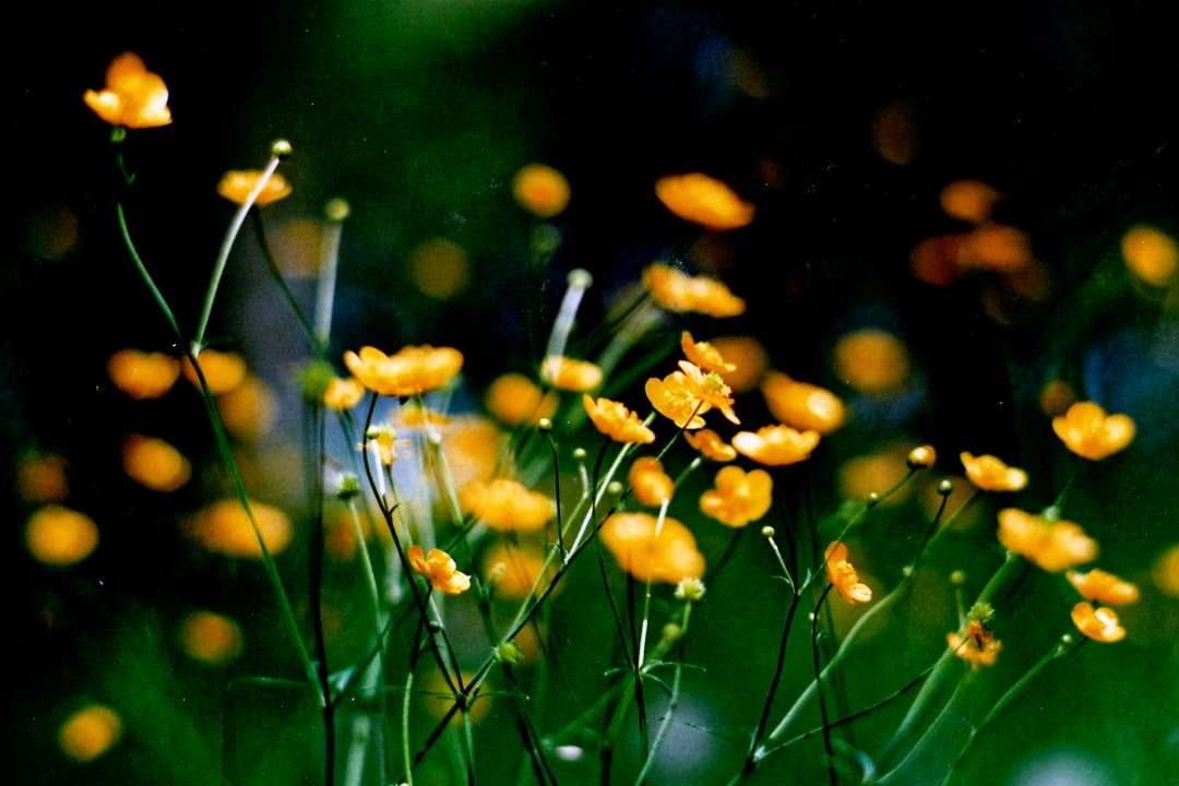 Żółty kwiat w obiektywach przechylnych puzzle online