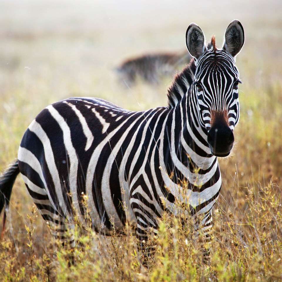 Zebra....... puzzle online