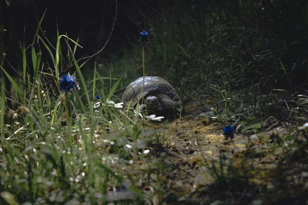 Szary żółw na zielonej trawie polu puzzle online