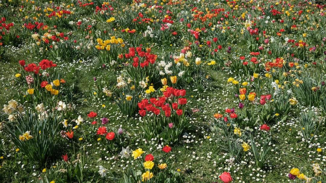 Czerwone i żółte pole kwiat puzzle online