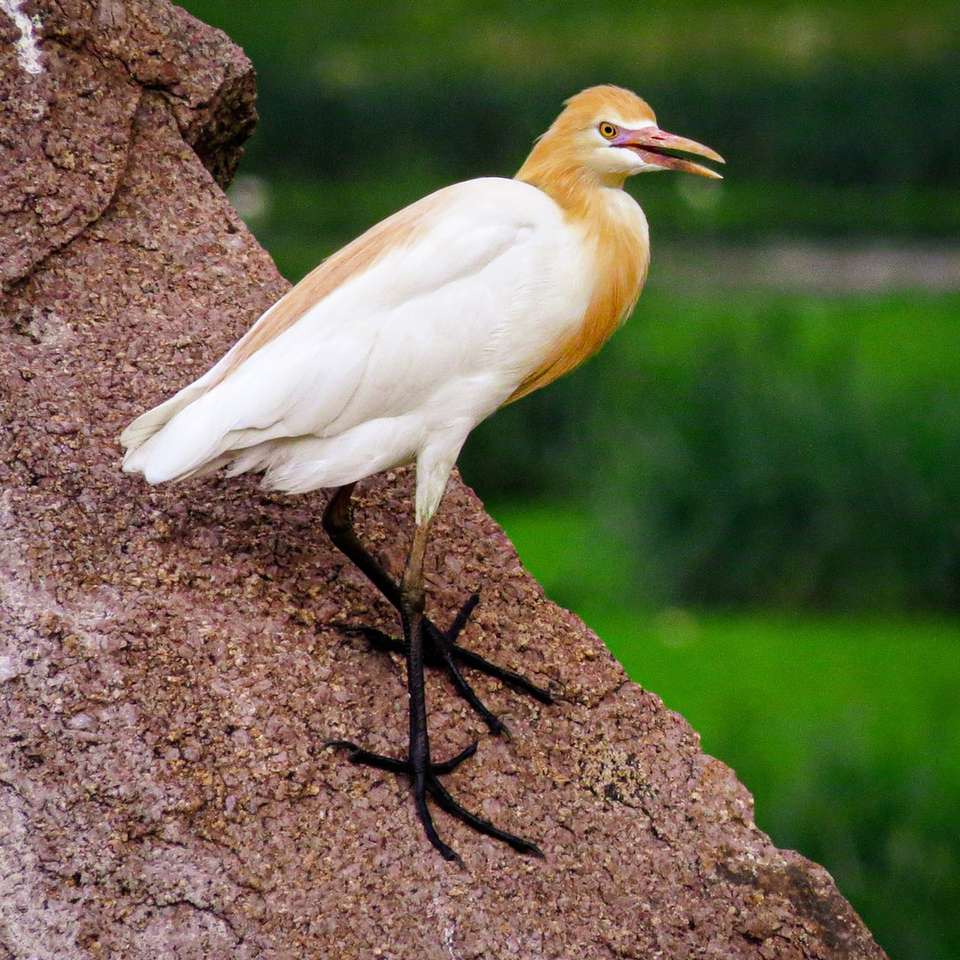 Biały ptak na brown skale puzzle online